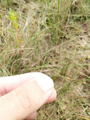 Eleocharis quinqueflora