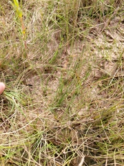 Eleocharis quinqueflora