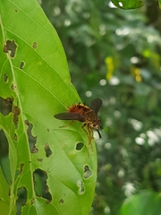 Adejeania