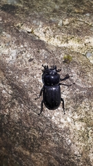Dorcus striatipennis