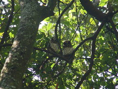 Strix virgata