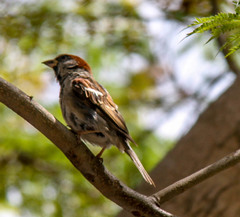 Passer domesticus