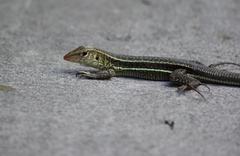 Pholidoscelis griswoldi