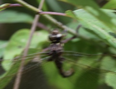 Boyeria vinosa
