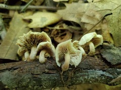 Lentinellus subaustralis