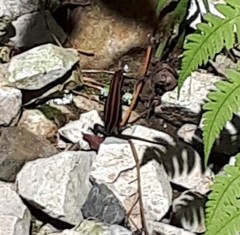 Plestiodon japonicus