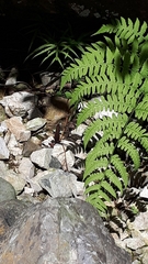 Plestiodon japonicus