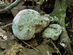 Hypomyces melanocarpus