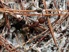 Camponotus socius
