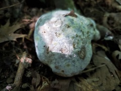 Hypomyces melanocarpus