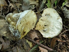 Hypomyces melanocarpus