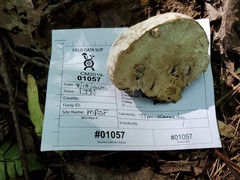 Hypomyces melanocarpus