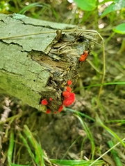 Crepidotus cinnabarinus