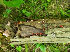 Crepidotus cinnabarinus