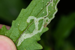 Phytomyza horticola