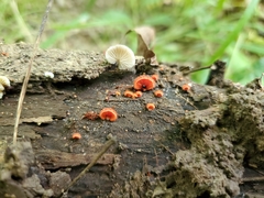 Crepidotus cinnabarinus
