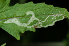 Phytomyza horticola
