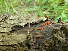 Crepidotus cinnabarinus