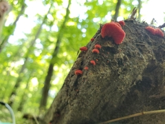 Crepidotus cinnabarinus