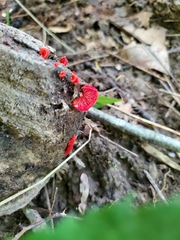 Crepidotus cinnabarinus