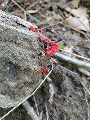 Crepidotus cinnabarinus