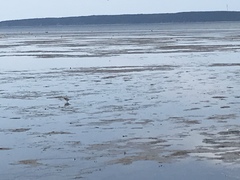 Charadrius semipalmatus