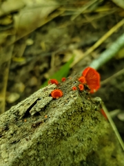 Crepidotus cinnabarinus