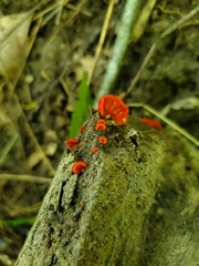 Crepidotus cinnabarinus