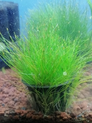 Eleocharis parvula parvula