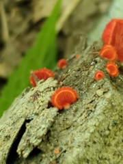 Crepidotus cinnabarinus