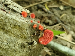 Crepidotus cinnabarinus