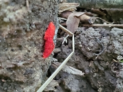 Crepidotus cinnabarinus