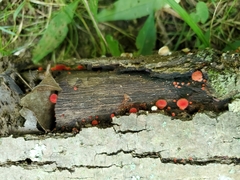 Crepidotus cinnabarinus