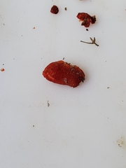 Crepidotus cinnabarinus