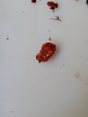 Crepidotus cinnabarinus