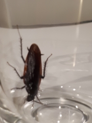 Periplaneta fuliginosa