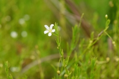 Arenaria paludicola