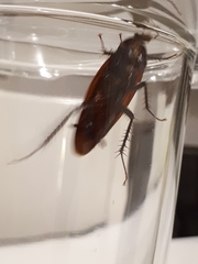 Periplaneta fuliginosa