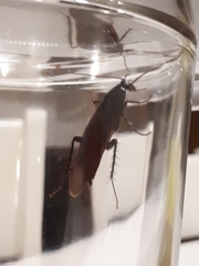 Periplaneta fuliginosa