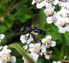 Cylindromyia interrupta