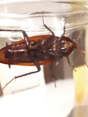 Periplaneta fuliginosa