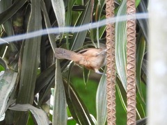 Cantorchilus modestus