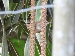 Cantorchilus modestus