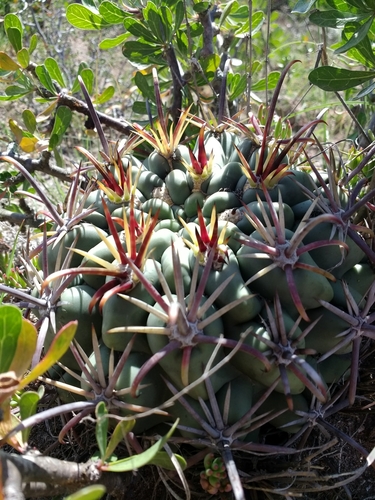 Glandulicactus crassihamatus