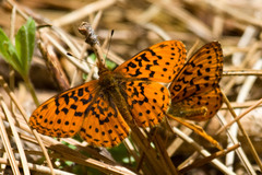 Boloria epithore