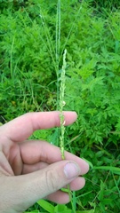 Panicum miliaceum