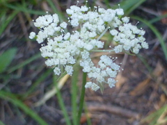 Perideridia parishii