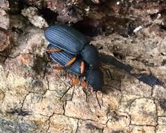 Haplandrus fulvipes