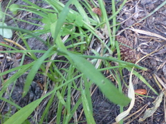 Perideridia parishii