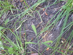 Perideridia parishii